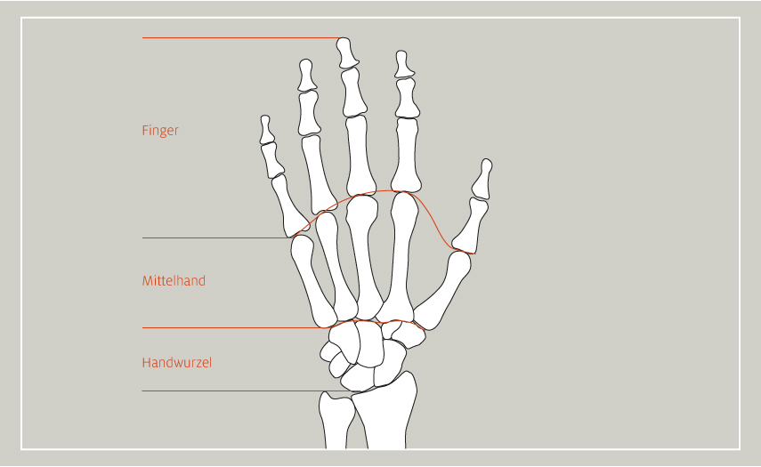 Illustration der Hand